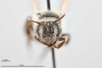 Media type: image;   Entomology 771447 Aspect: head frontal view